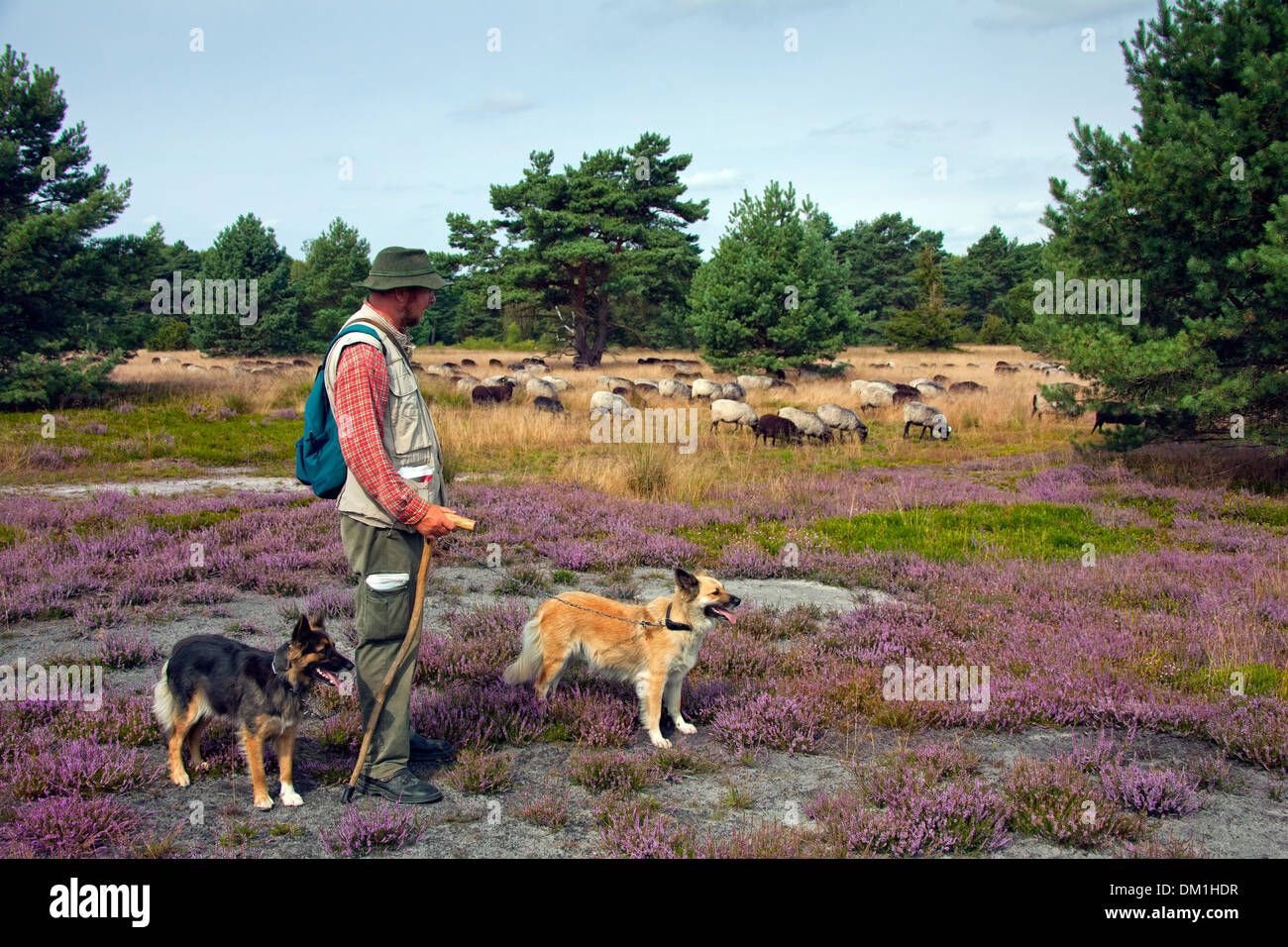 L'élevage de berger berger avec troupeau de moutons, des landes Heidschnucke à Lunebourg / Lunenburg de gelée en été, Allemagne Banque D'Images