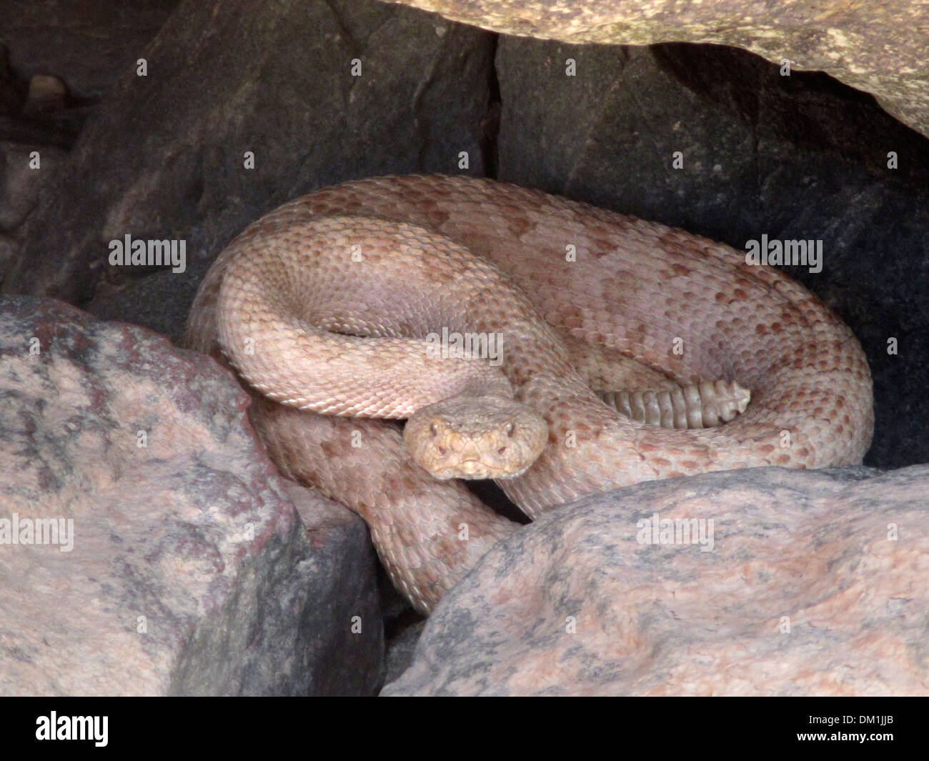 Crotale pâle dans le Grand Canyon. Les crotales sont un groupe de serpents venimeux du genre Crotalus et Sistruru Banque D'Images