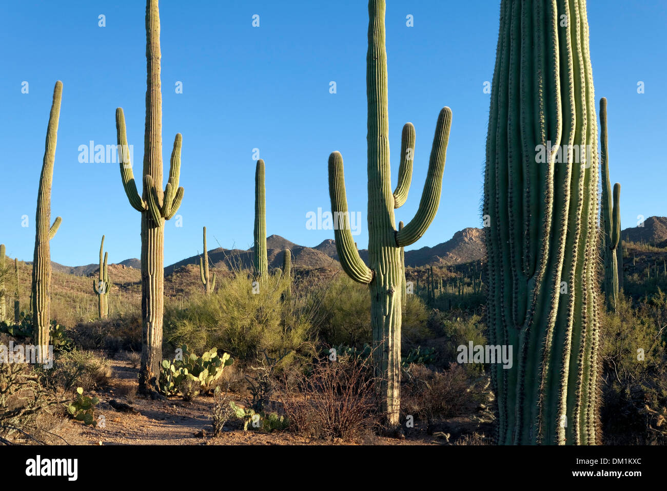 Cactus Saguaro (Carnegiea gigantea), à l'ouest de Saguaro National Park, Tucson, Arizona Banque D'Images