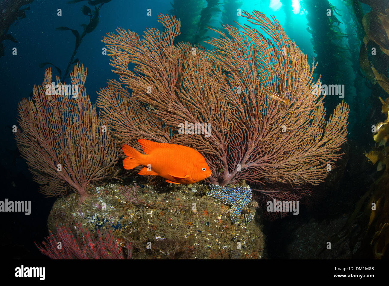 Hypsypops rubicundus garibaldi une nage devant une grande forêt d'algues dans les gorgones de Californie du Sud Banque D'Images