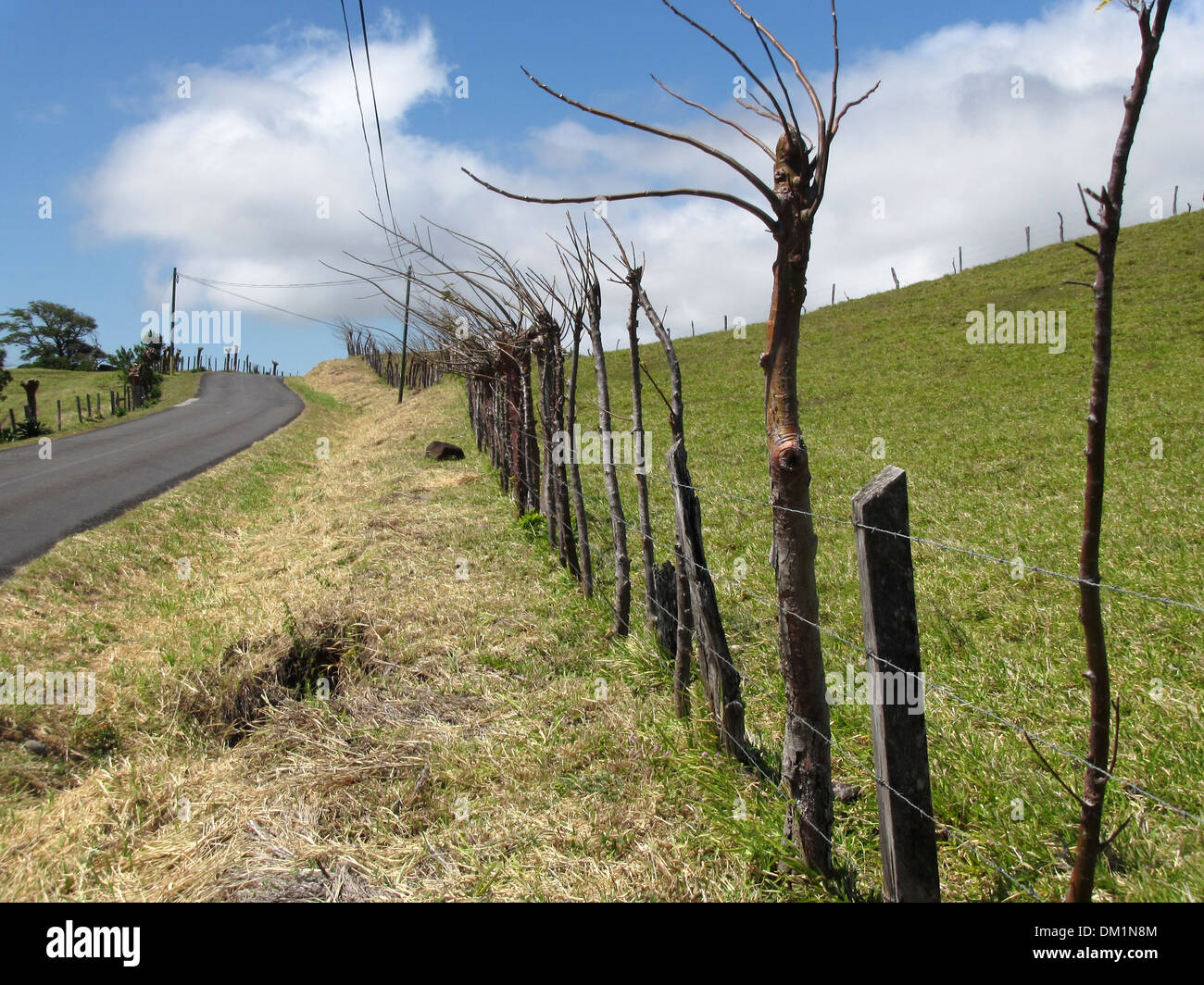 Une haie faite d'un mélange de postes et arbres vivants protège un champ agricole, celui-ci au Costa Rica. Banque D'Images