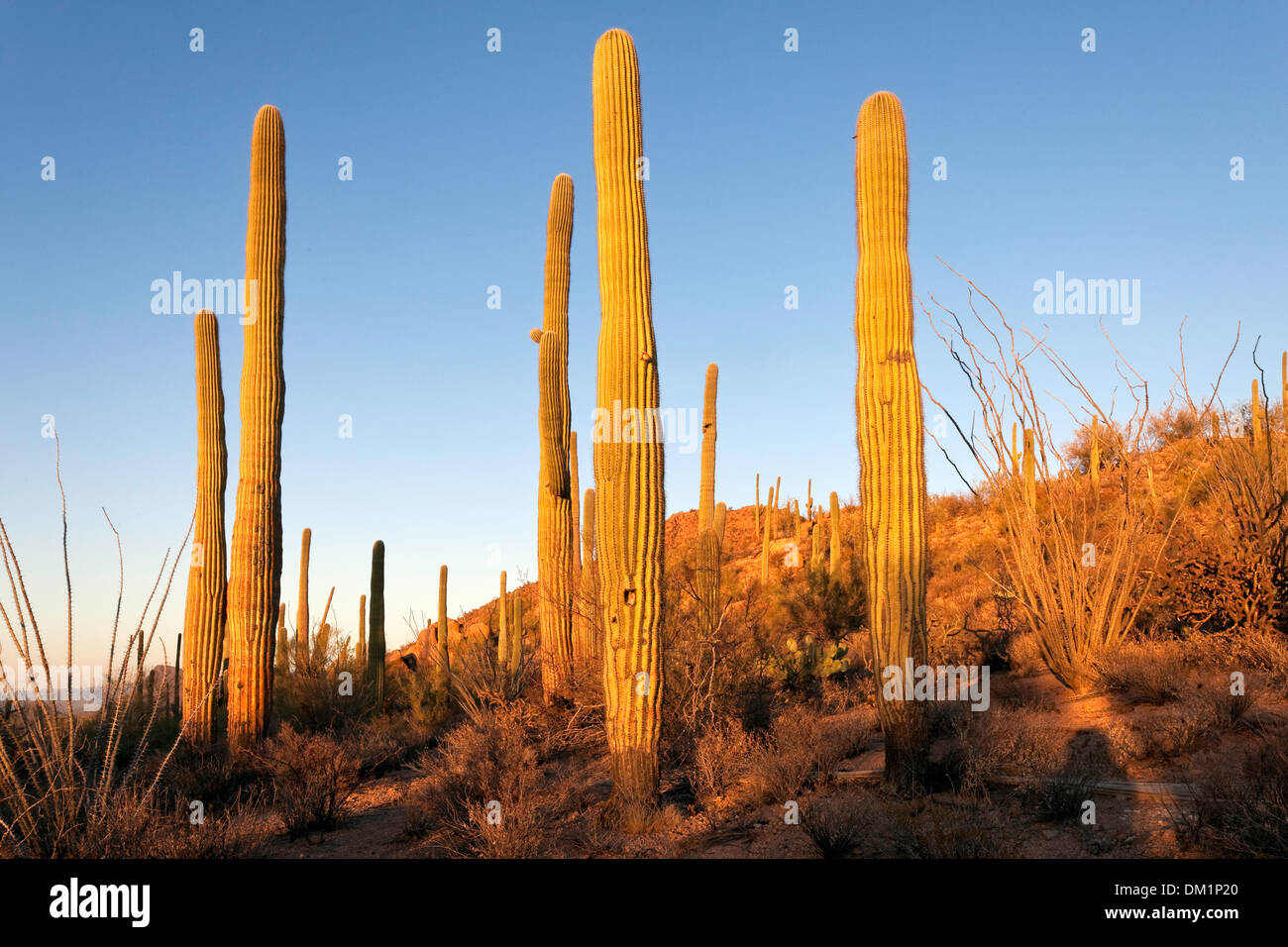 Cactus géant saguaro (Carnegiea gigantea), la fin de l'après-midi, lumière Saguaro National Park, de l'unité ouest, Tucson, Arizona Banque D'Images