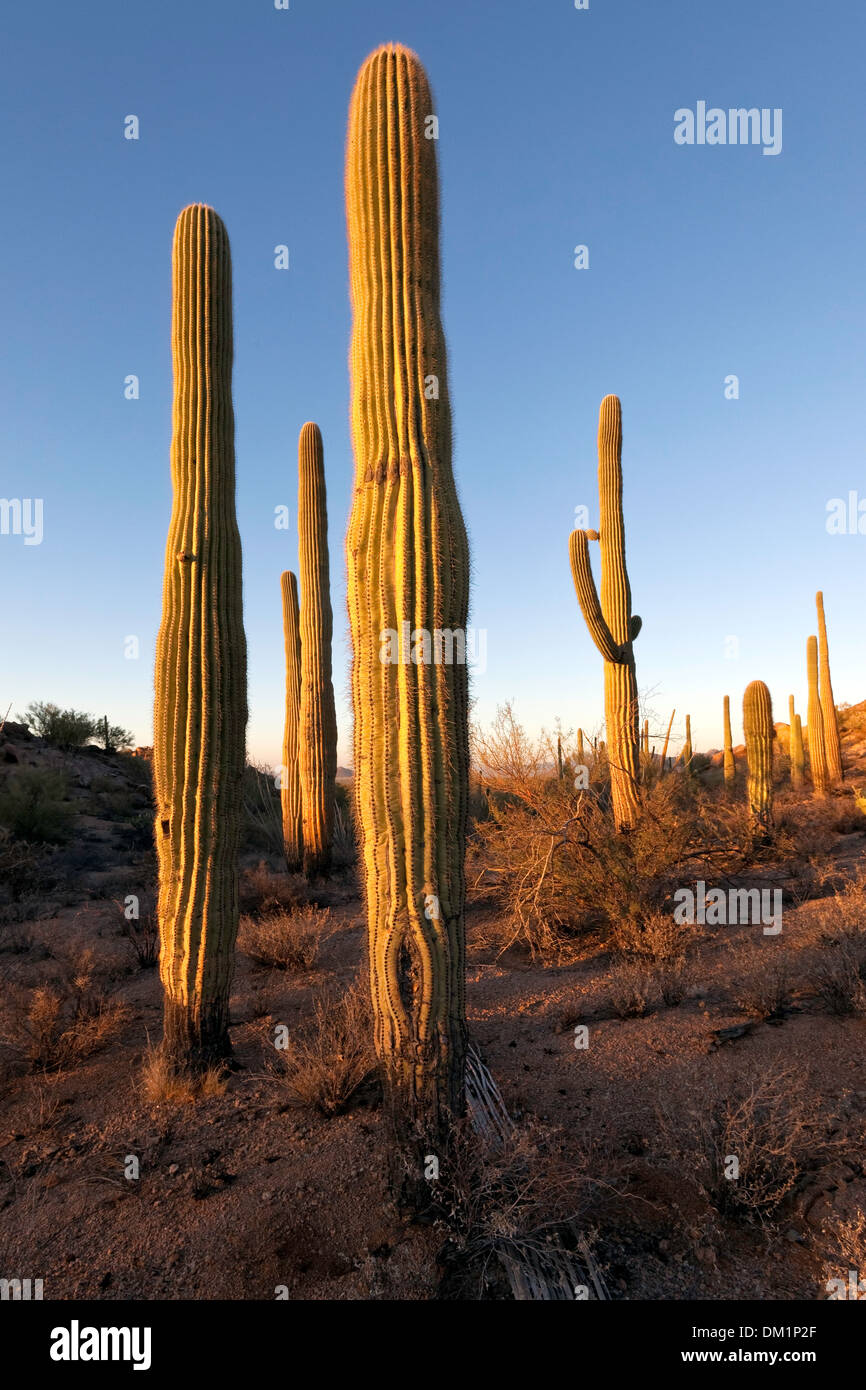 Cactus géant saguaro (Carnegiea gigantea), Saguaro National Park, de l'unité ouest, Tucson, Arizona Banque D'Images