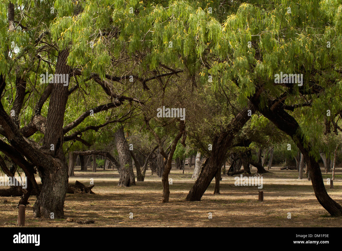 Les mesquites, Bentsen State Park, Mission, Texas, États-Unis Banque D'Images