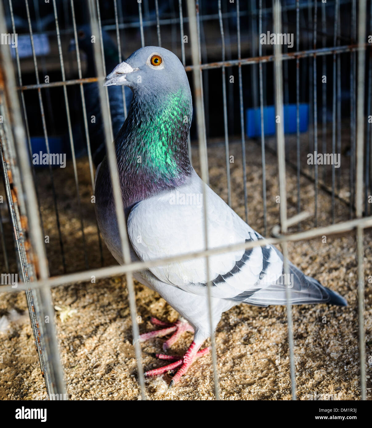 Pigeon dans une cage à un pigeon Show à South Lanarkshire en Écosse Banque D'Images