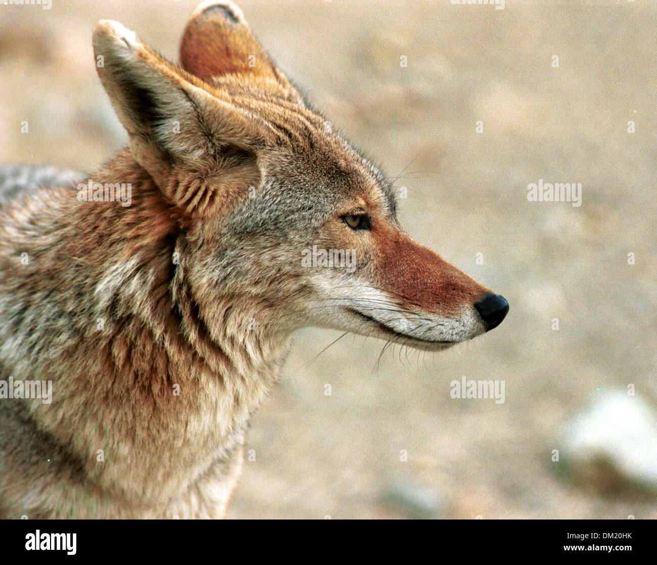 Fine art Photography by Ron Bennett Banque D'Images