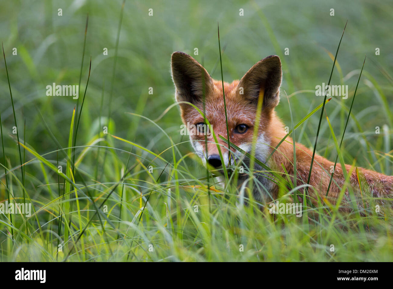 La chasse au renard dans l'herbe Banque D'Images