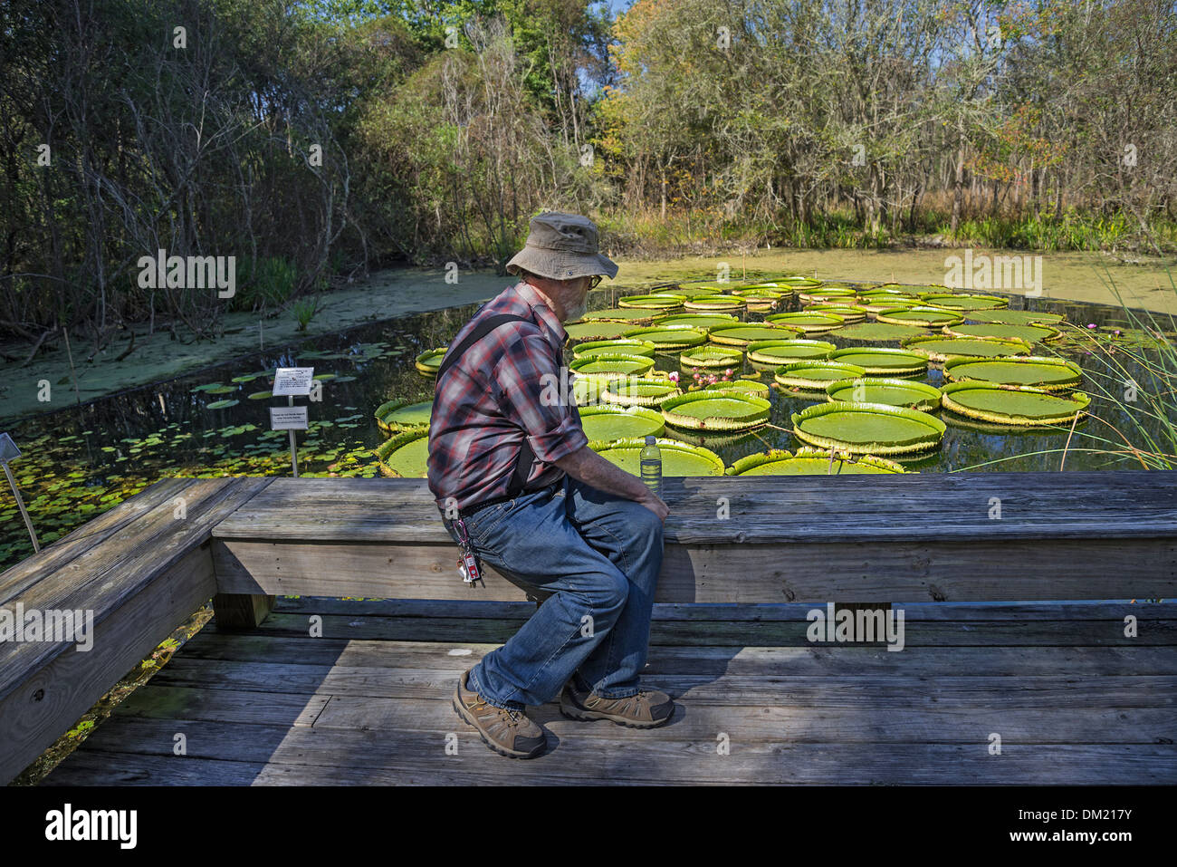 Kanapaha Botanical Gardens Gainesville en Floride. Banque D'Images