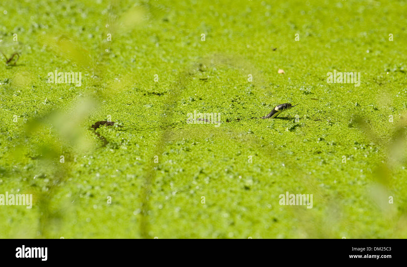 Une Couleuvre nage dans l'eau à la recherche de têtards dans la nature. Banque D'Images