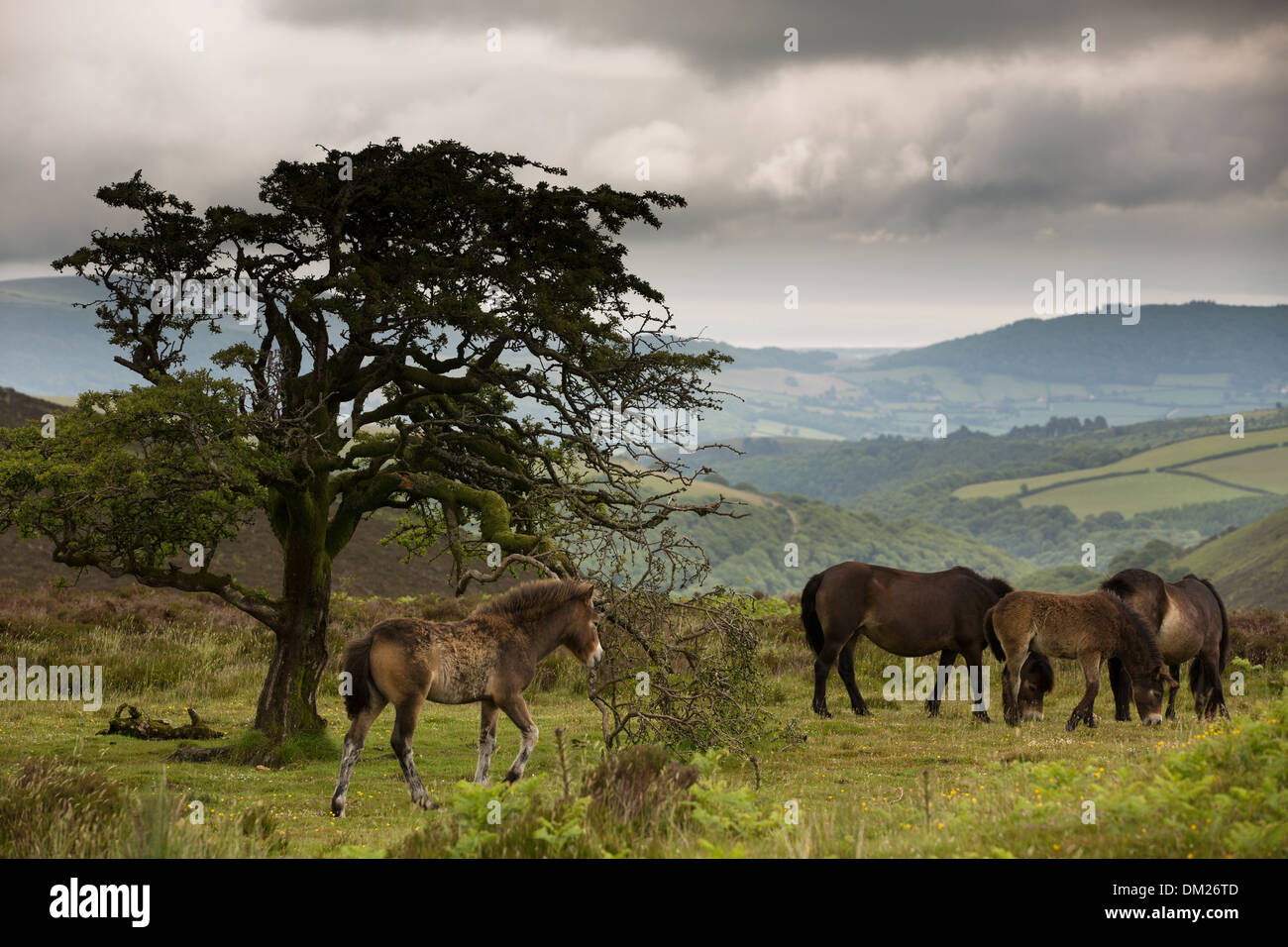 Poneys sauvages sur Exmoor, Somerset, Angleterre Banque D'Images