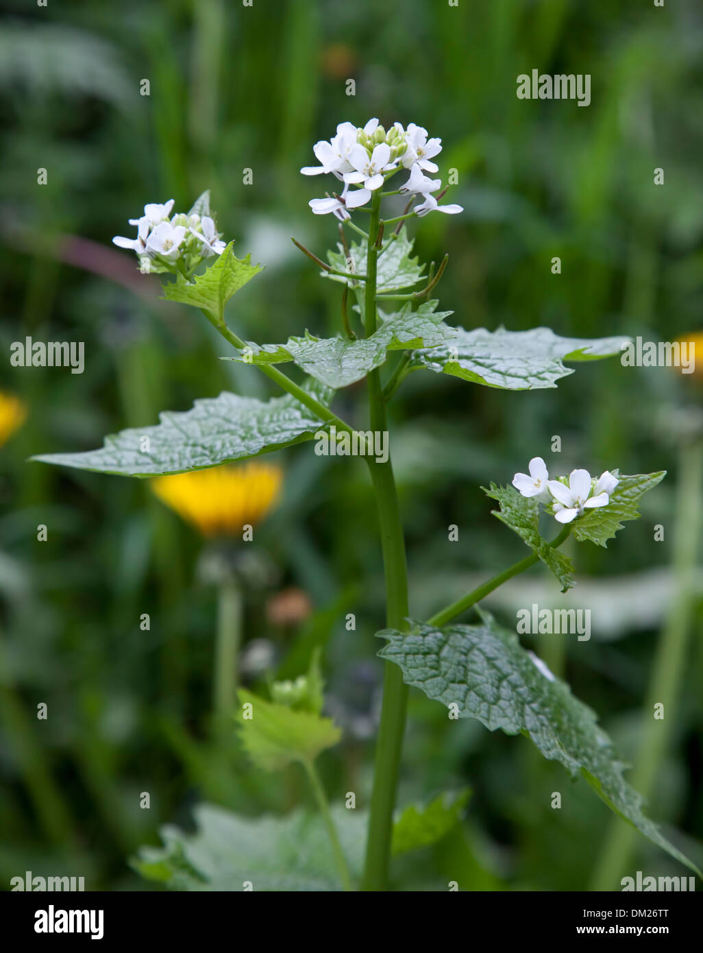 L'ail de couverture (Alliaria petiolata), Gloucestershire, Angleterre. Banque D'Images