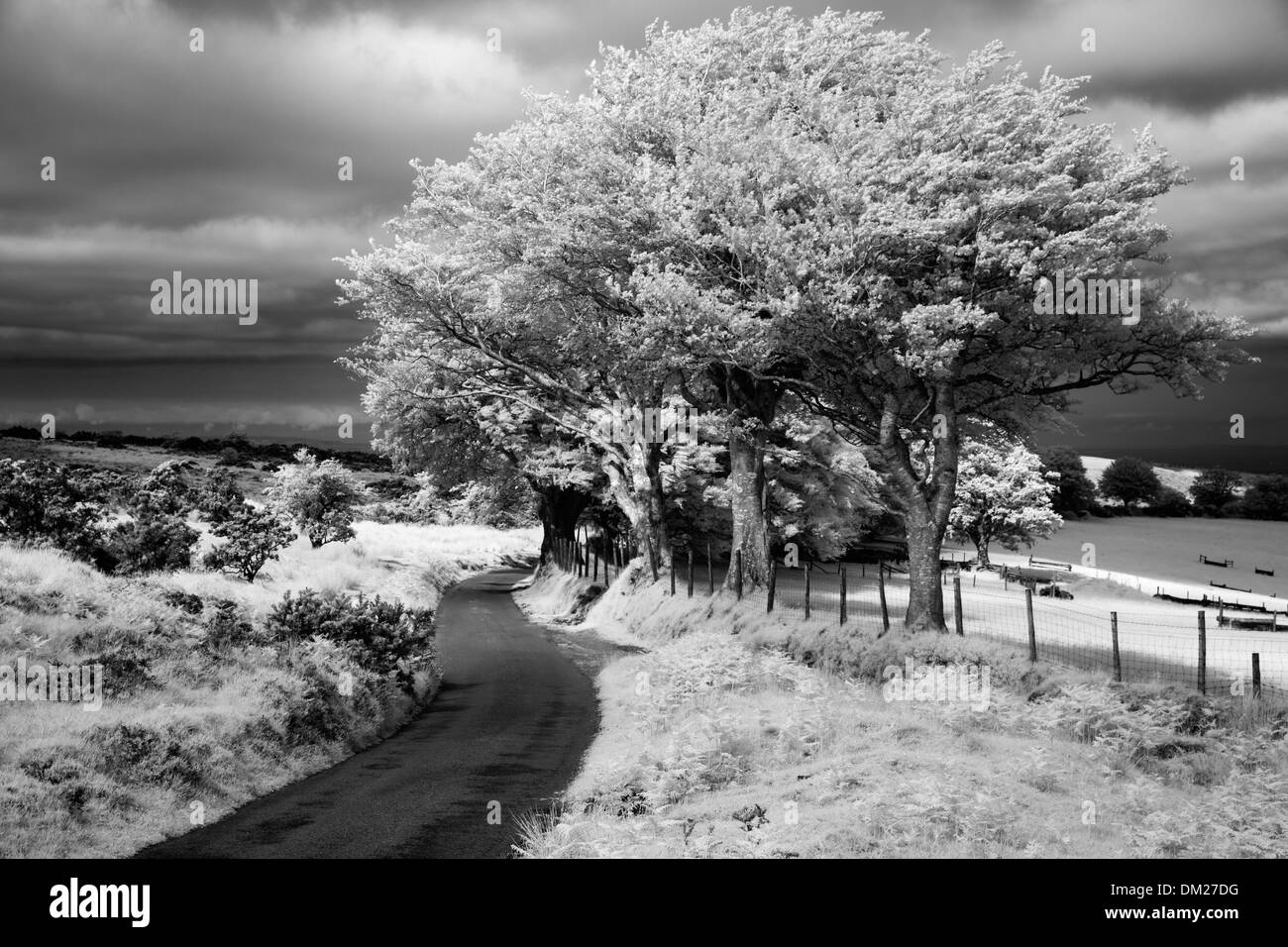 La route de Cloutsham Stoke, pero commun, Exmoor, Somerset, Angleterre Banque D'Images