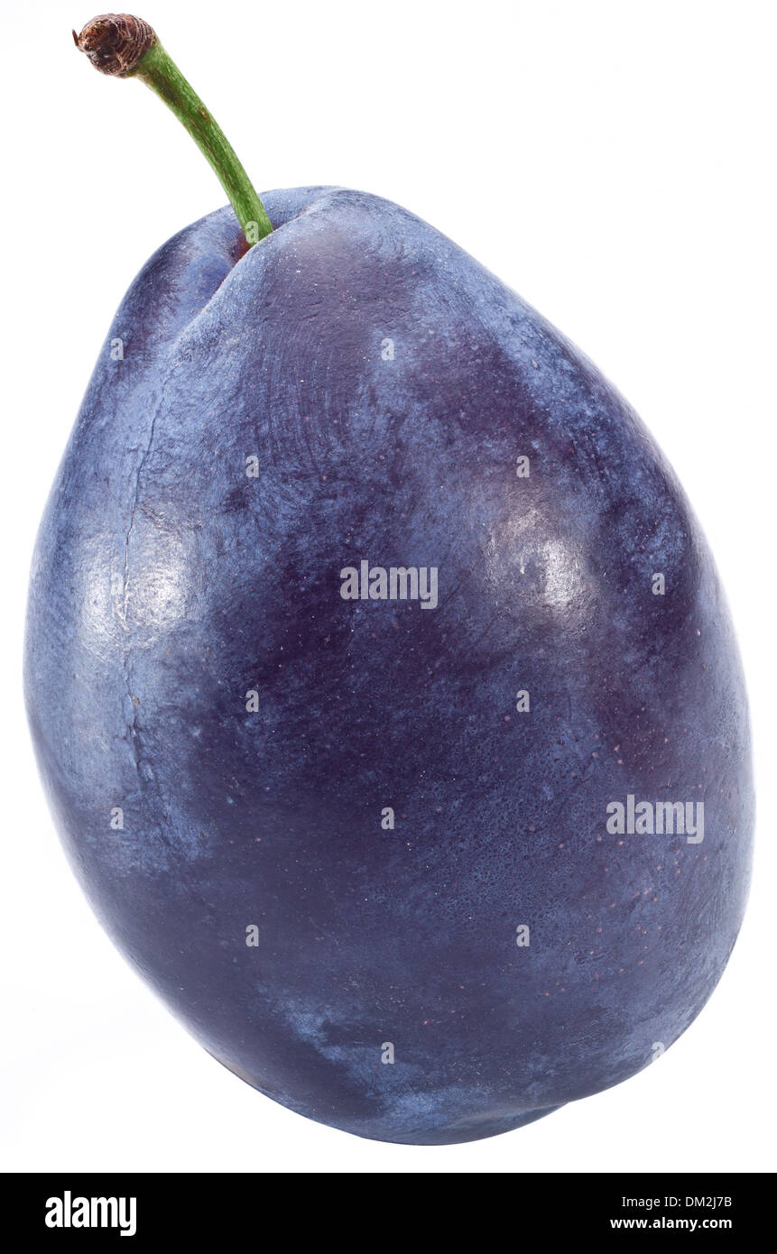 Une prune parfaite isolé sur un fond blanc. Banque D'Images
