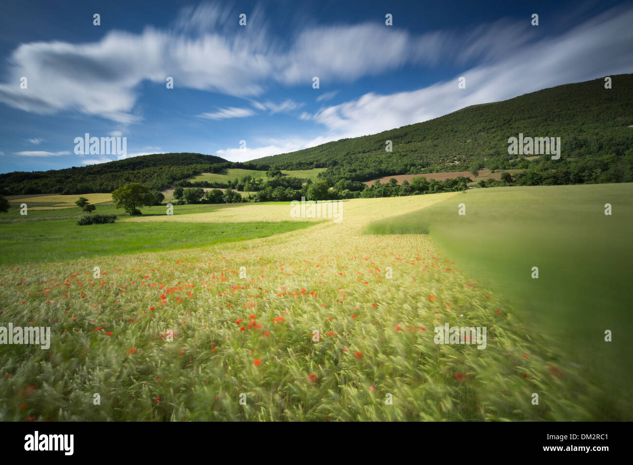 Coquelicots, dans l'orge champ près de Campi, Ombrie, Italie Banque D'Images