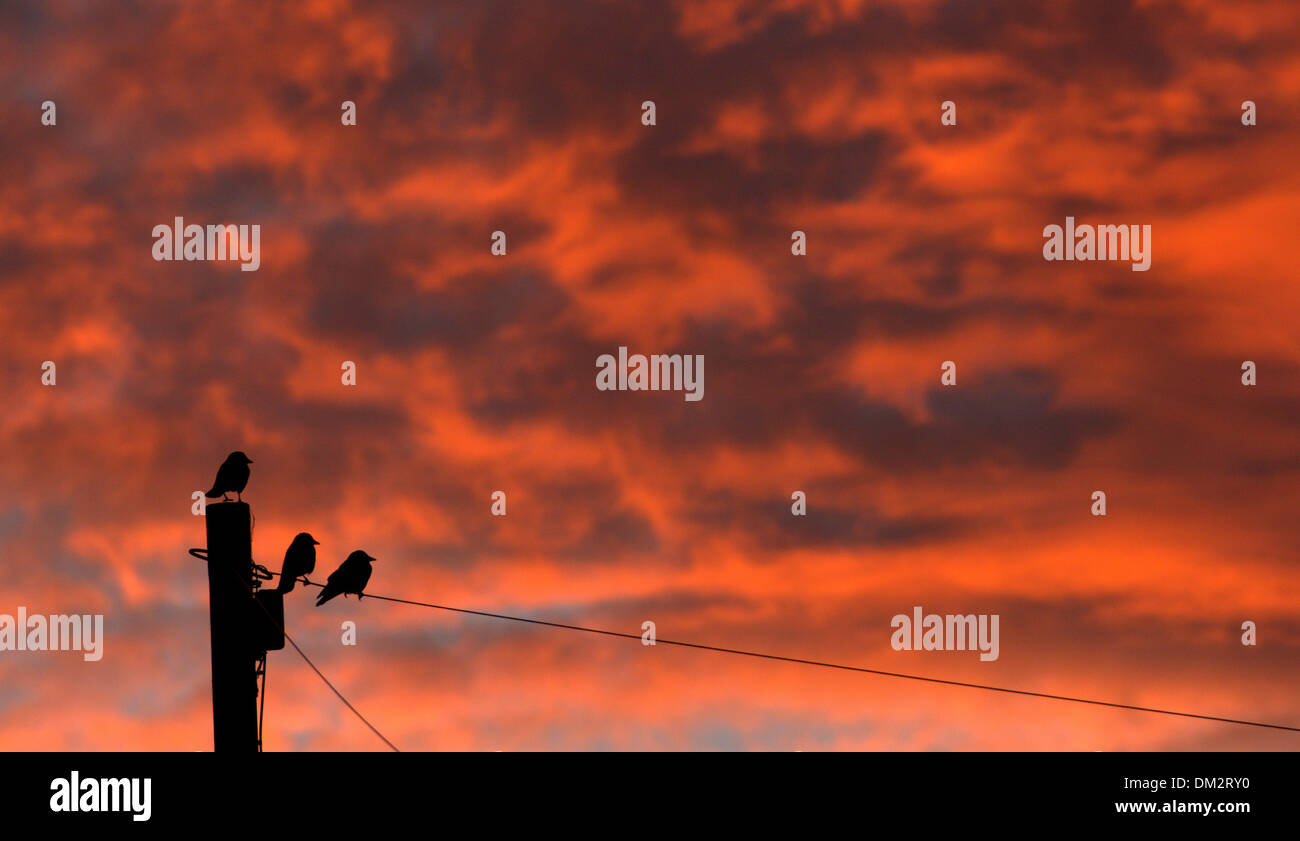 Ravenstonedale, Cumbria, Royaume-Uni. Dec 11, 2013. Plus de Red sky en Cumbria Ravenstonedale ce matin, comme ces choucas apprécié un matin tôt. Credit : Wayne HUTCHINSON/Alamy Live News Banque D'Images