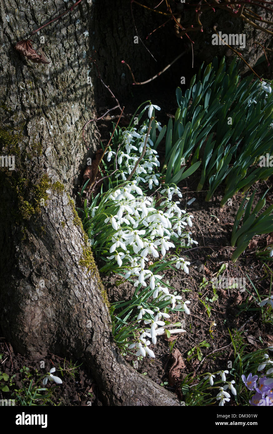 Perce-neige naturalisés au pied d'un arbre dans un jardin anglais Banque D'Images