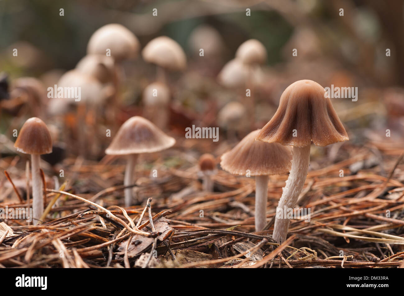 Yong waxcap rose avec capuchon forme distinctive comme vu dans les différentes espèces Banque D'Images