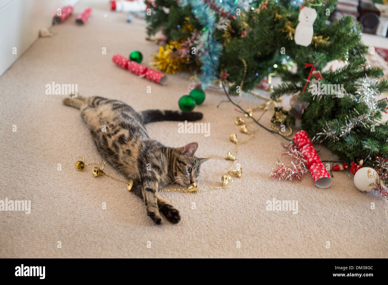 Les tabby cat tire sur l'arbre de Noël et des ornements, au cours de la saison de fête. Banque D'Images