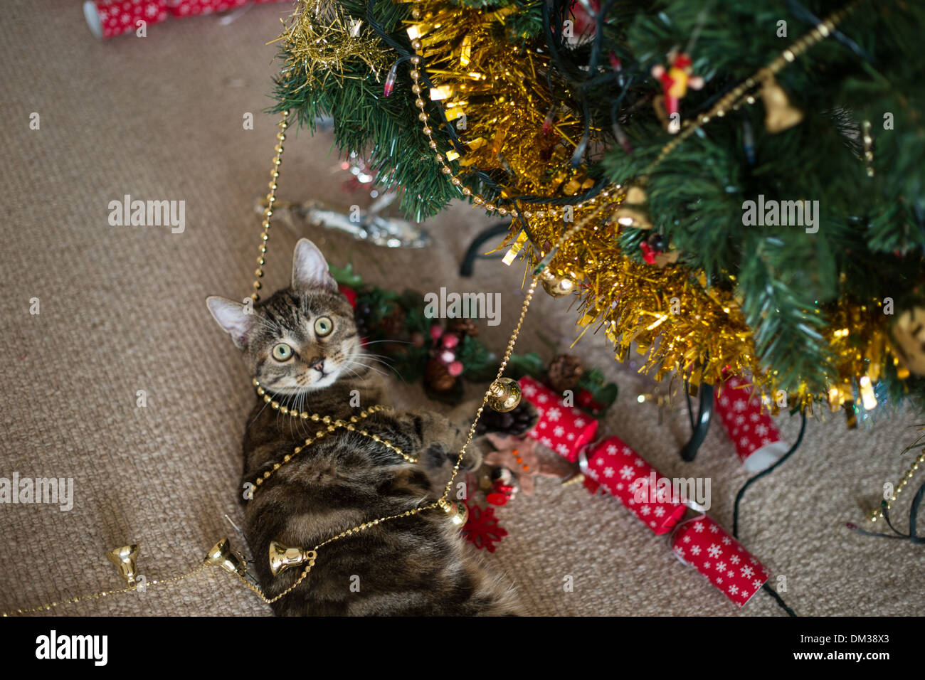 Les tabby cat tire sur l'arbre de Noël et des ornements, au cours de la saison de fête. Banque D'Images