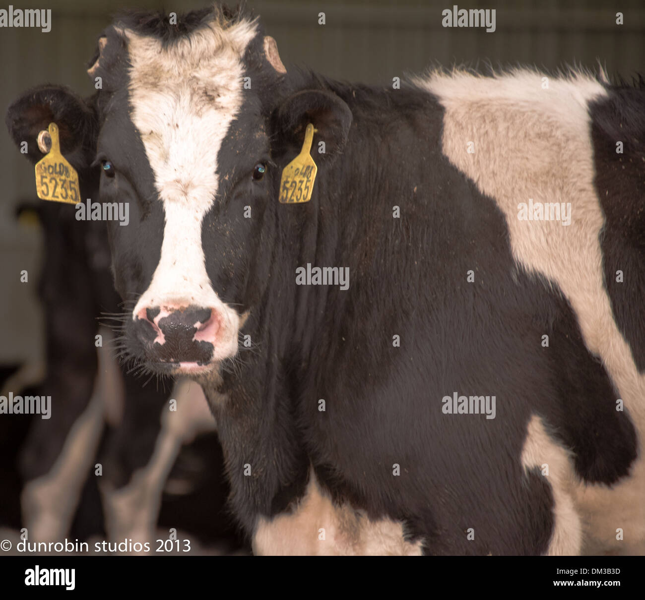 Génisse traire des vaches noir et blanc tête portrait étiré des démangeaisons sur tout le visage comique et une paire de vaches dans la série Banque D'Images