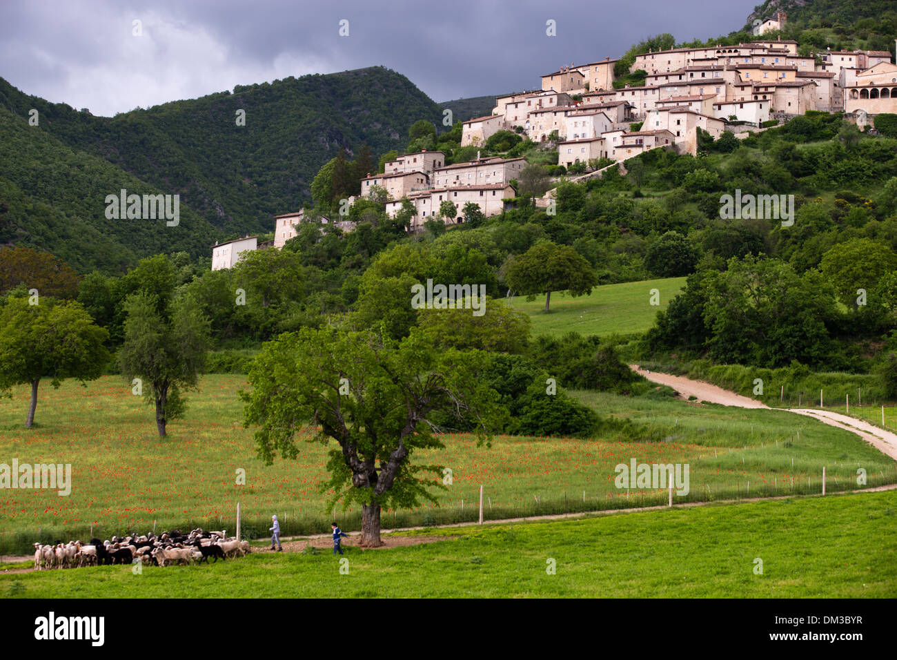 Garde d'enfants, un troupeau de moutons, Campi, Valnerina, Ombrie, Italie Banque D'Images