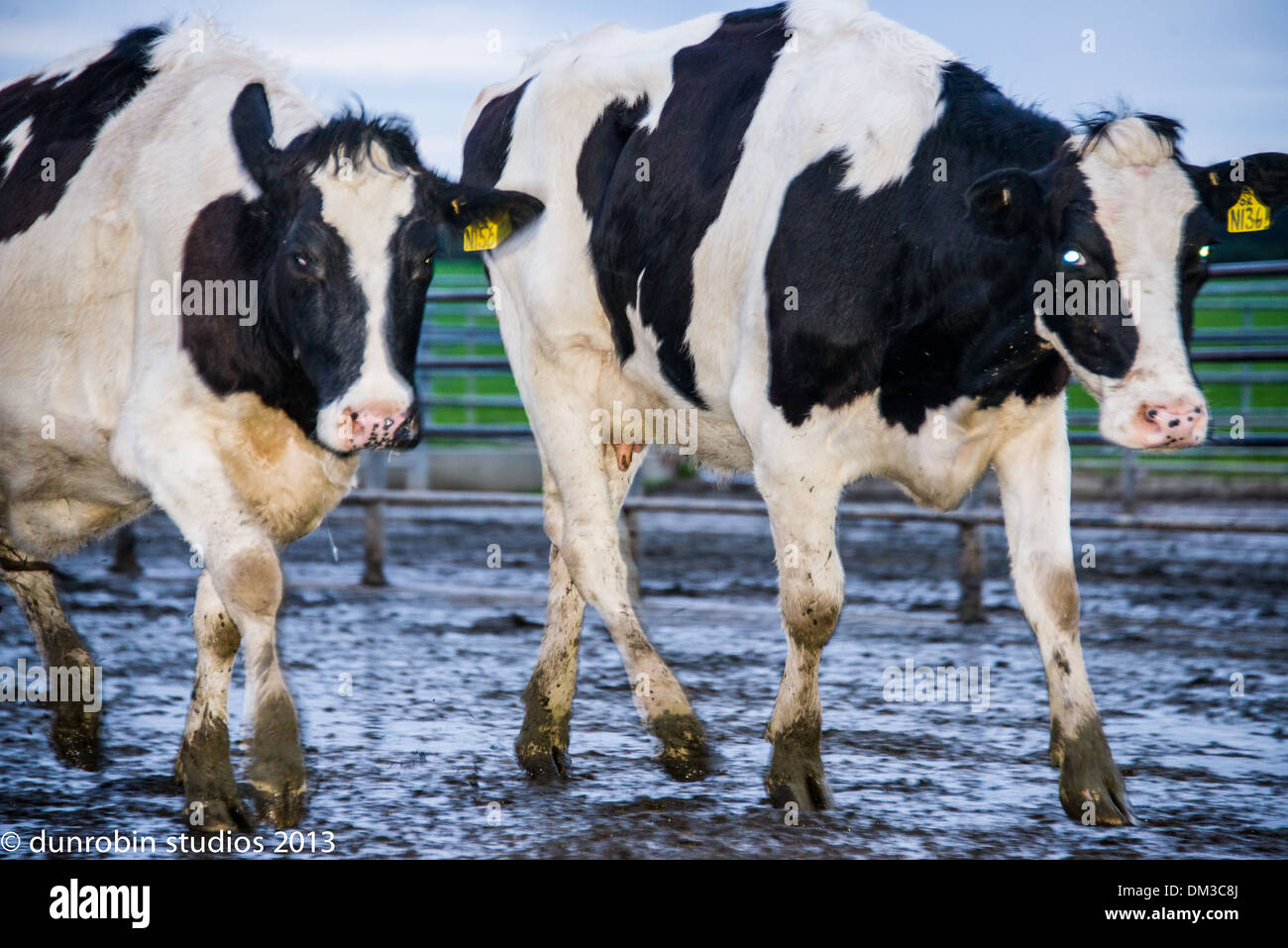 Génisse traire des vaches noir et blanc tête portrait étiré des démangeaisons sur tout le visage comique et une paire de vaches dans la série Banque D'Images