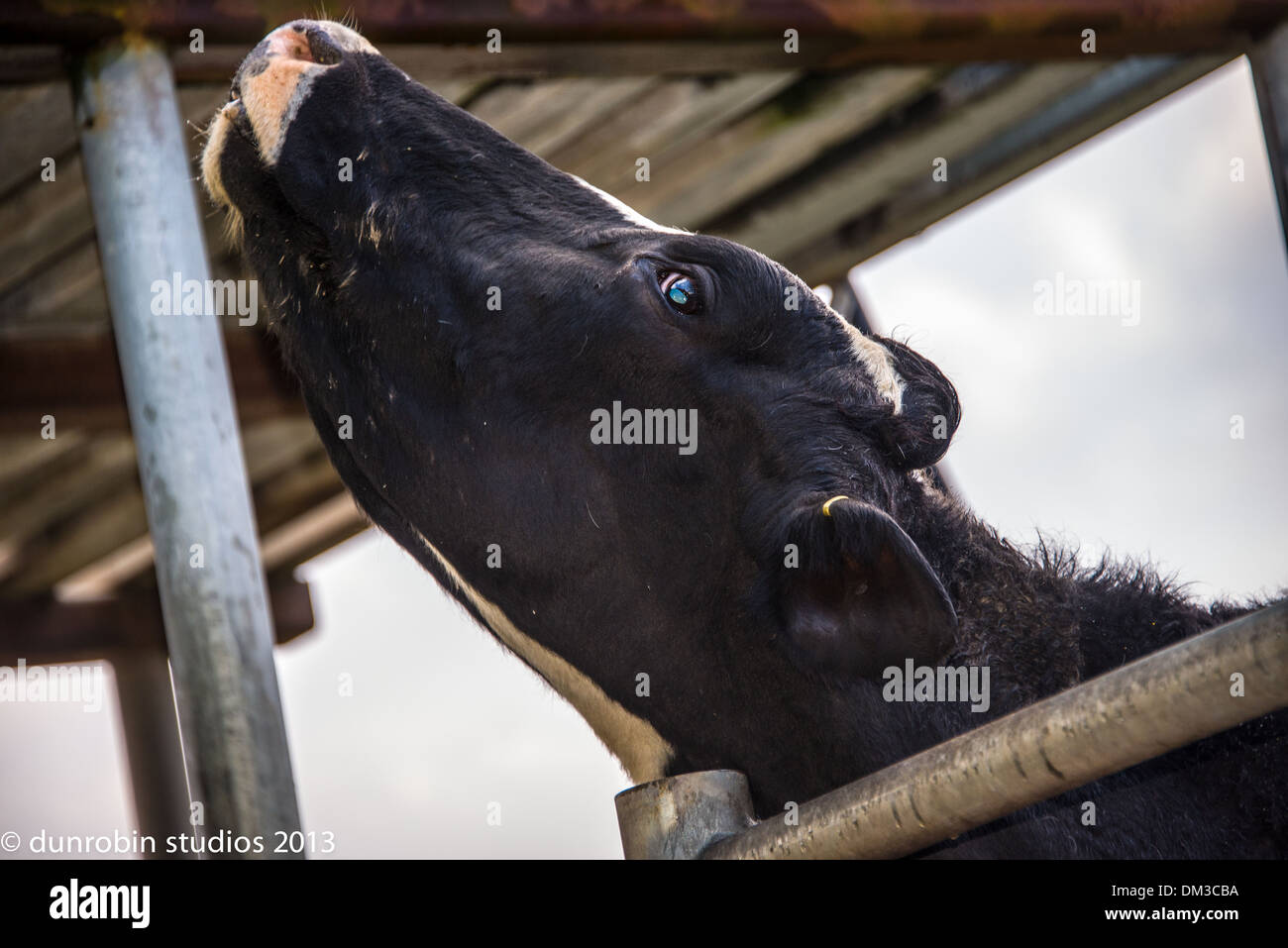 Génisse traire des vaches noir et blanc tête portrait étiré des démangeaisons sur tout le visage comique et une paire de vaches dans la série Banque D'Images
