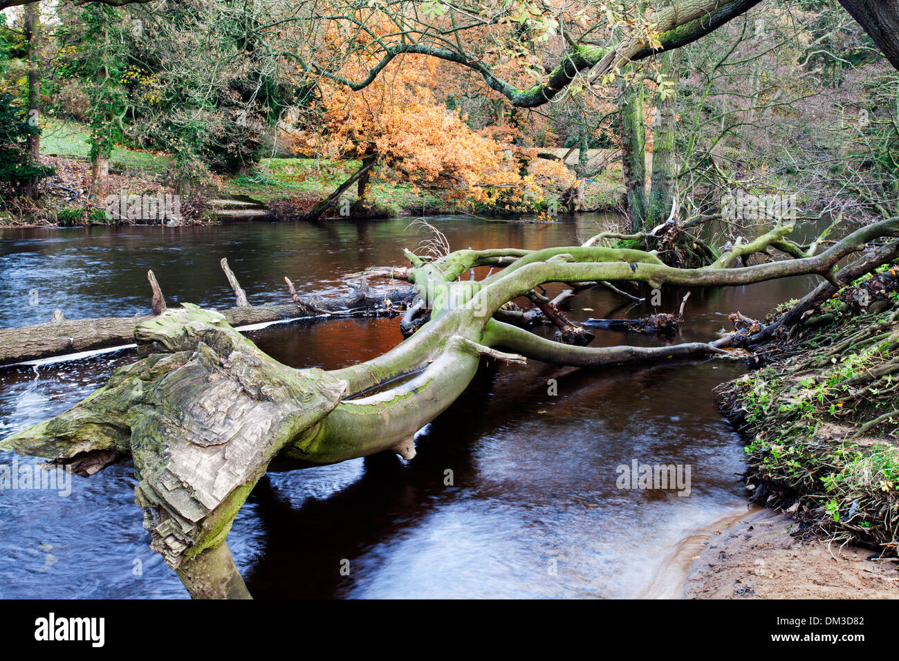 Arbre tombé dans la rivière Nidd at Horseshoe Knaresborough Champ North Yorkshire Angleterre Banque D'Images