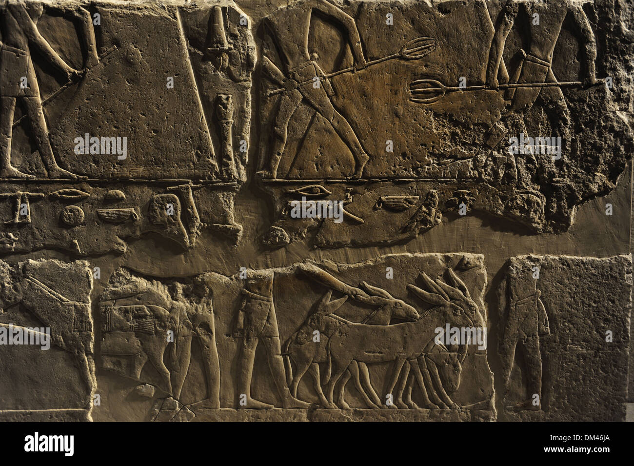 Relief représentant une des phases différentes de la récolte. Tombe de Seshemnefer, Giza. La pierre calcaire. Vieux Royaume. 5ème dynastie. 2430 BC. Banque D'Images
