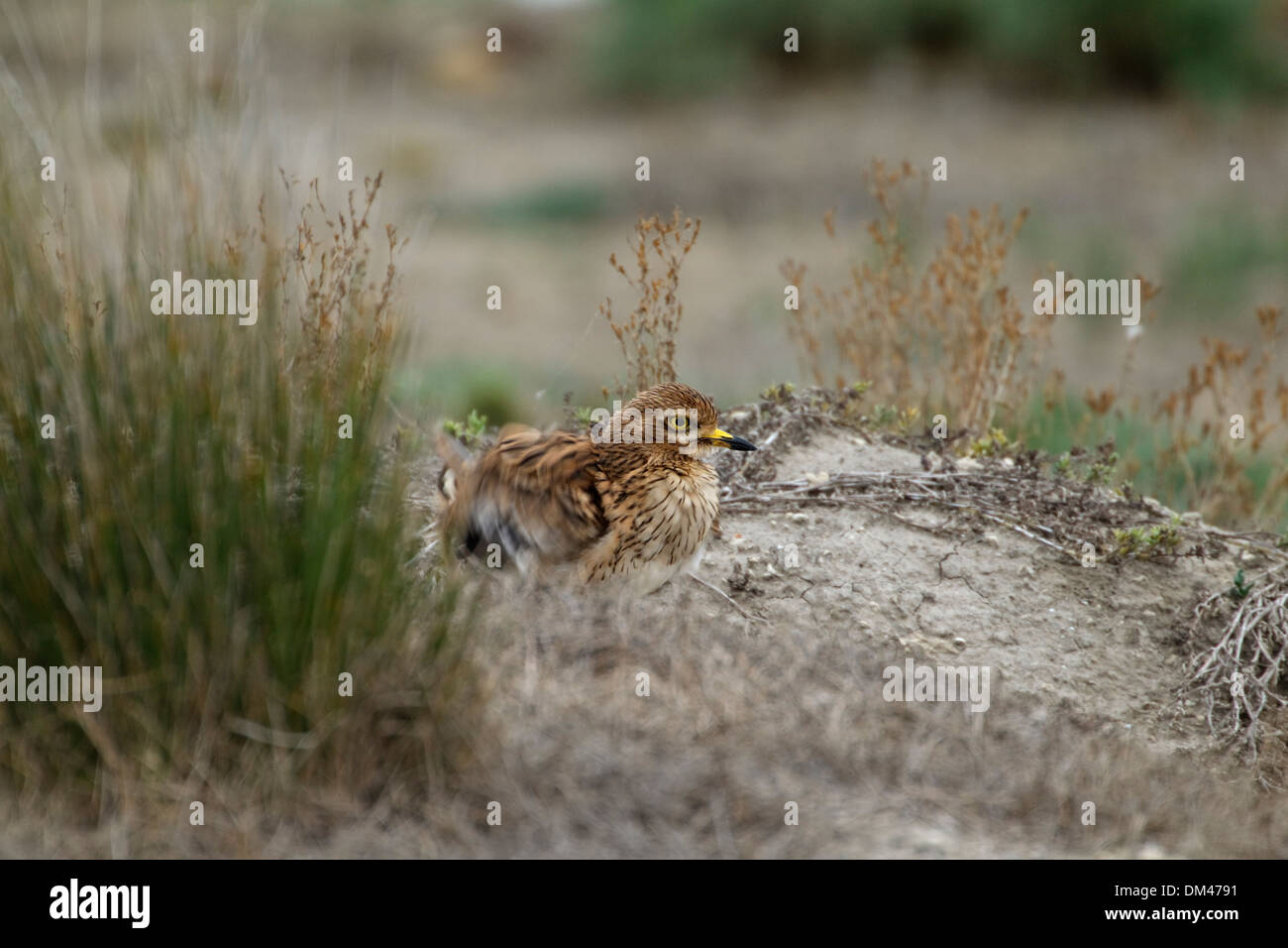 Oedicnème criard (Burhinus bistriatus) secouer les plumes Banque D'Images