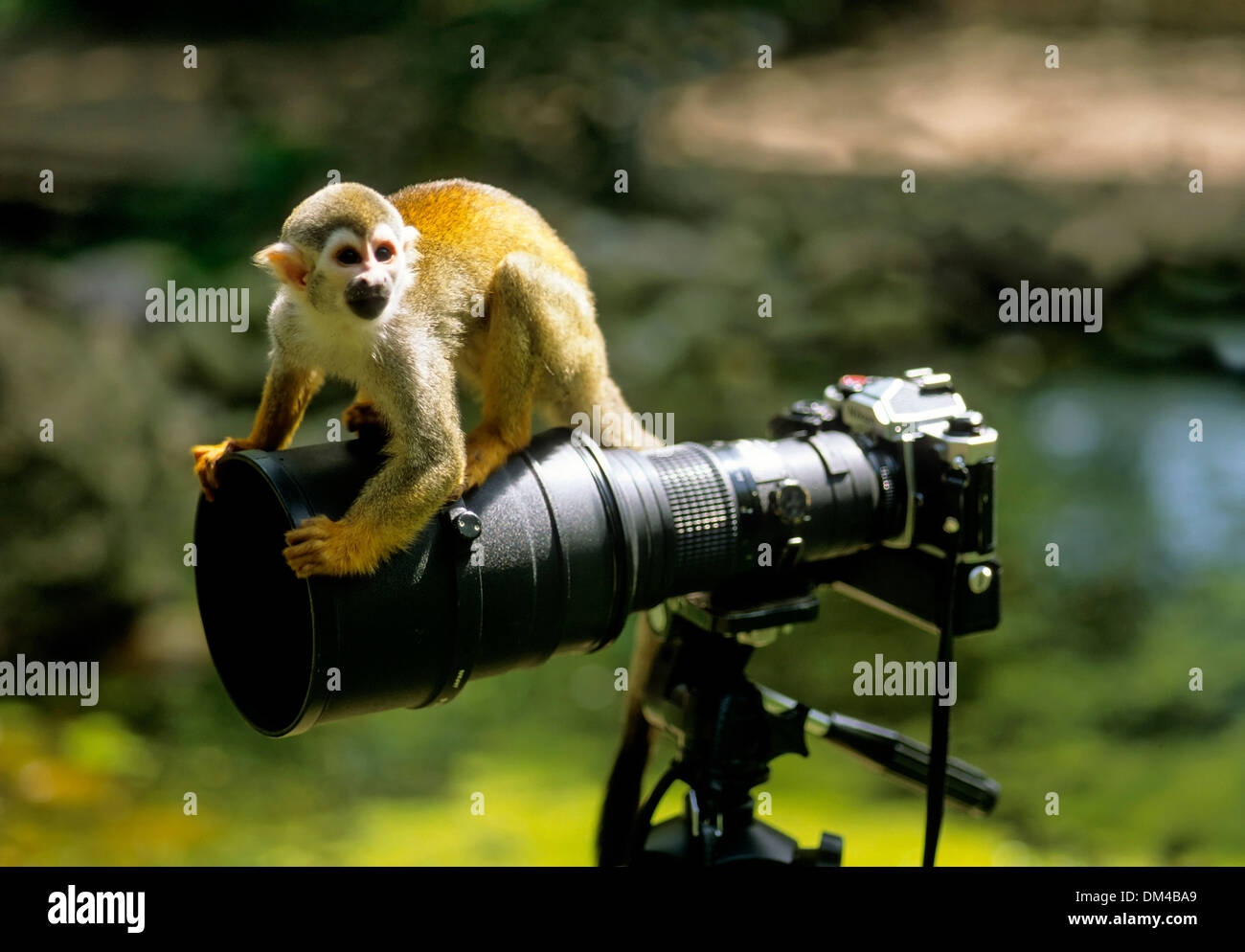 Les singes écureuils Saimiri, Totenkopfaffen Totenkopfäffchen Zoo : oder (Saimiri) Banque D'Images