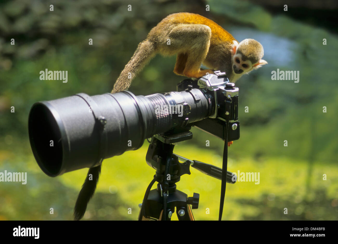 Les singes écureuils Saimiri, Totenkopfaffen Totenkopfäffchen Zoo : oder (Saimiri) Banque D'Images