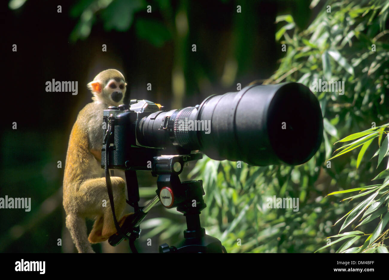 Les singes écureuils Saimiri, Totenkopfaffen Totenkopfäffchen Zoo : oder (Saimiri) Banque D'Images