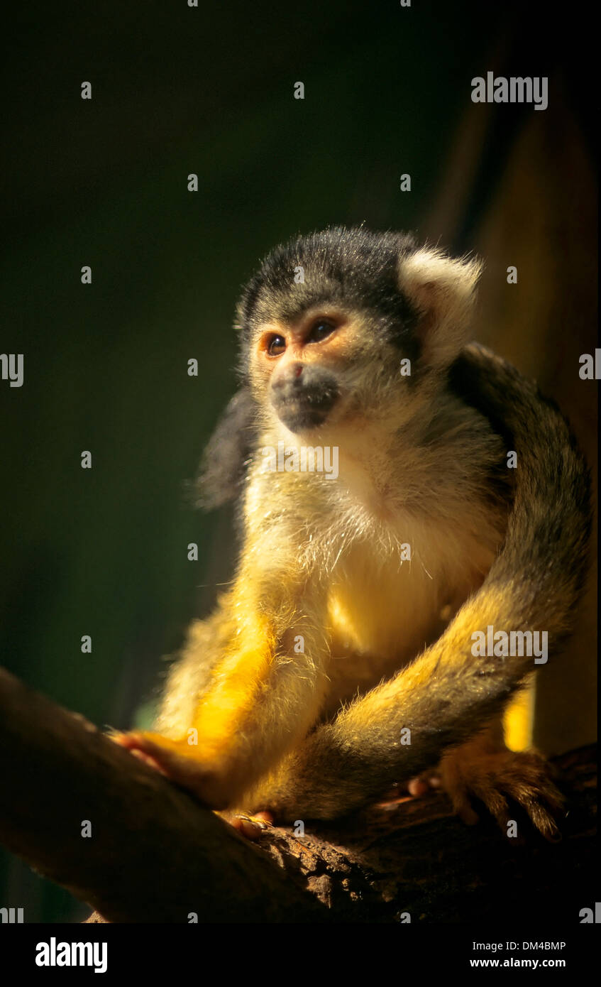 Les singes écureuils Saimiri, Totenkopfaffen Totenkopfäffchen Zoo : oder (Saimiri) Banque D'Images