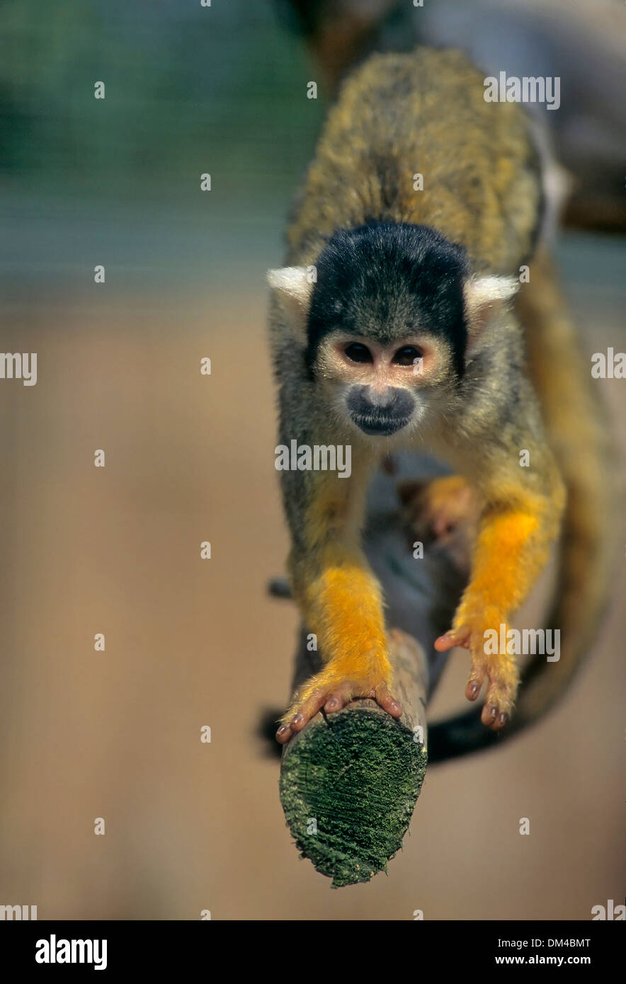 Les singes écureuils Saimiri, Totenkopfaffen Totenkopfäffchen Zoo : oder (Saimiri) Banque D'Images
