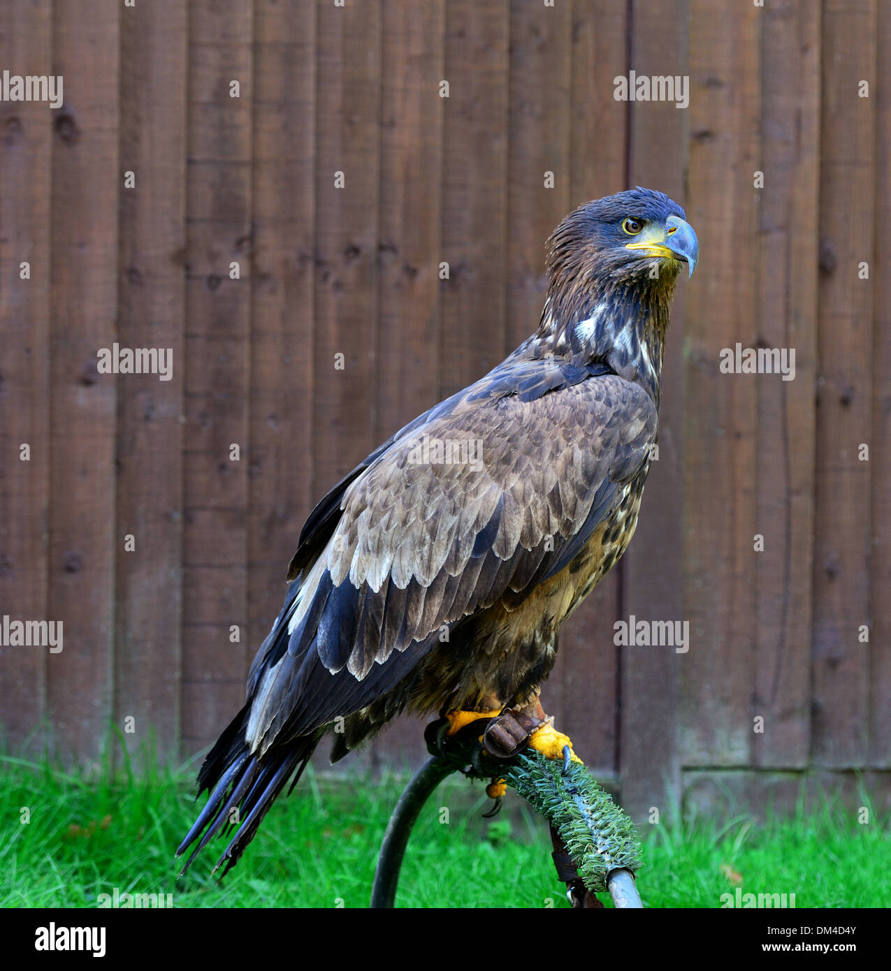 Les jeunes captifs,Pygargue à tête blanche Haliaeetus leucocephalus Banque D'Images