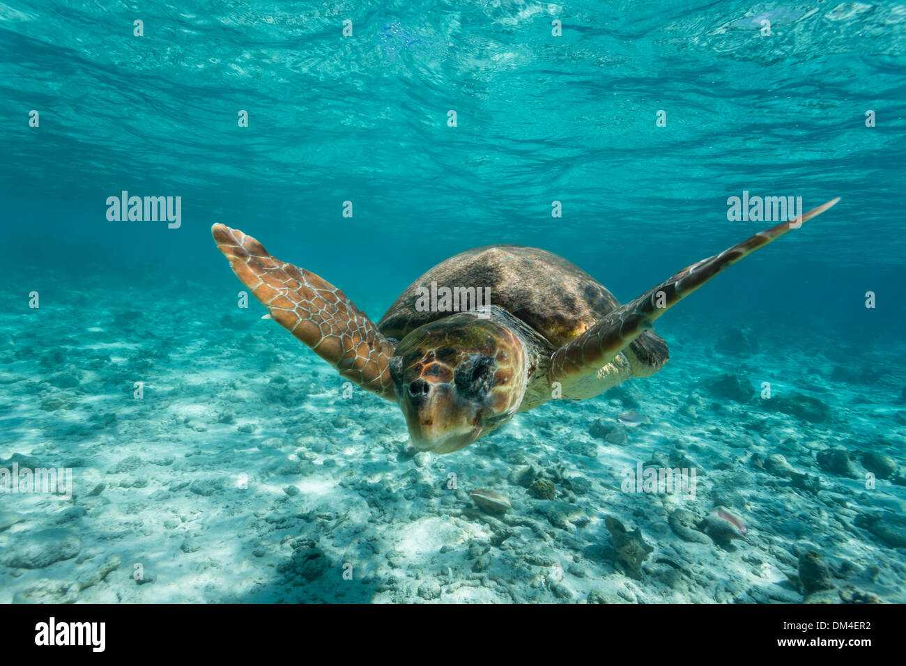 Tortue caretta caretta, nager vers le photographe à travers l'eau tropical turquoise clair Banque D'Images