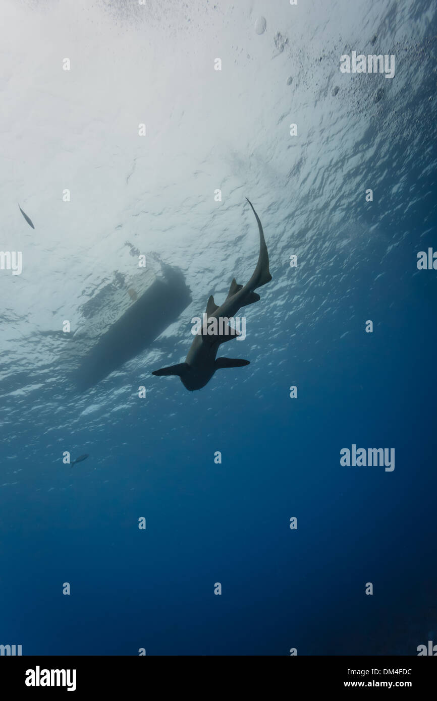Le requin nourricier nage sous l'eau parallèlement à un bateau de plongée Banque D'Images