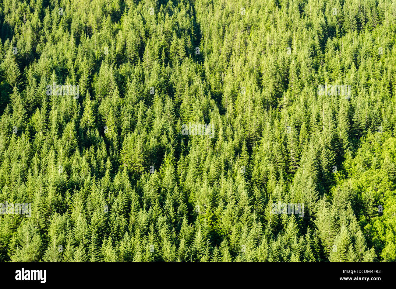 Beau vert dense pinède dans Oregon Banque D'Images