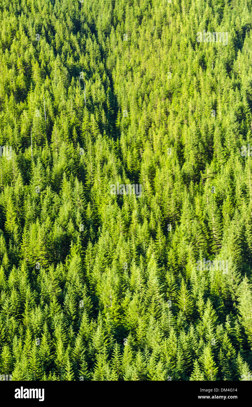Une forêt dense de pins dans l'ouest de l'Oregon Banque D'Images