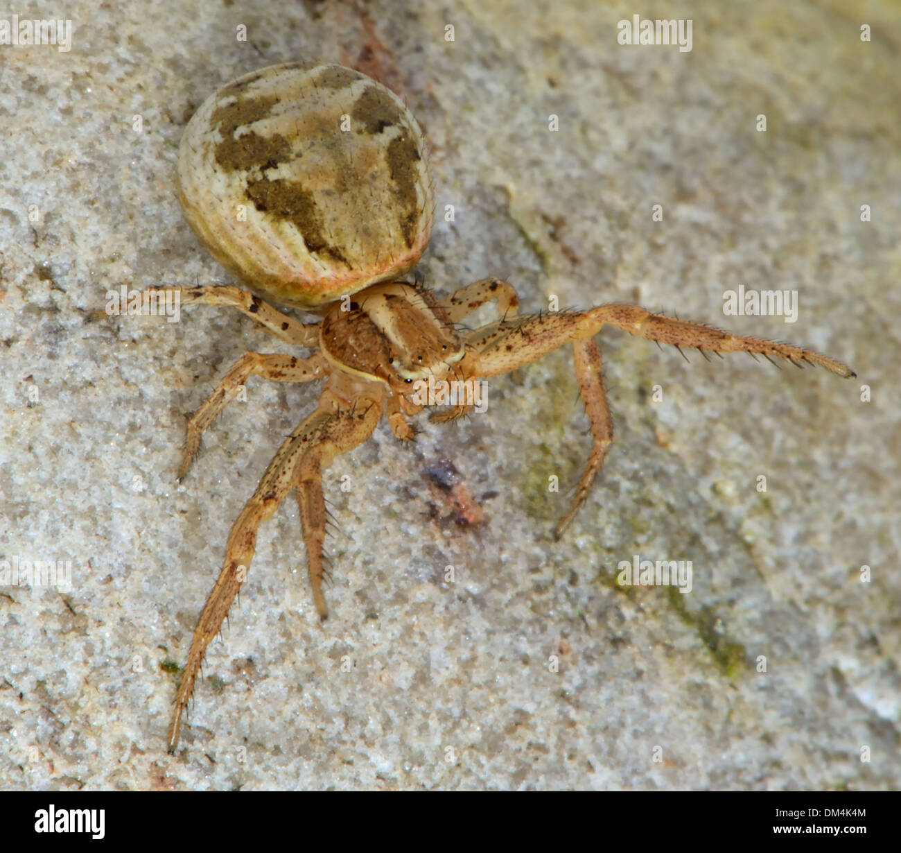 Gros plan d'une femme,un terrain d'entente, le crabe Xysticus cristatus araignée,. Essex, UK Banque D'Images