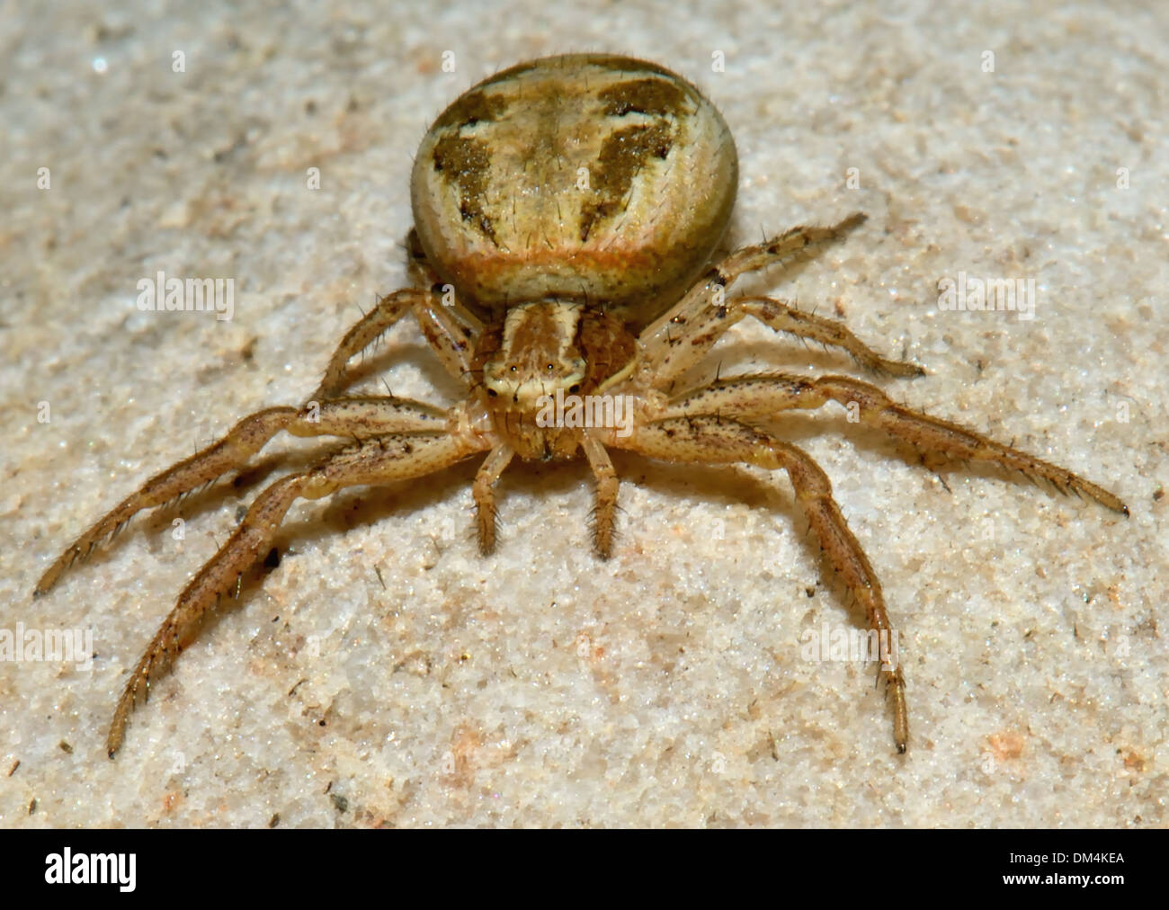 Gros plan d'une femme,un terrain d'entente, le crabe Xysticus cristatus araignée,. Essex, UK Banque D'Images