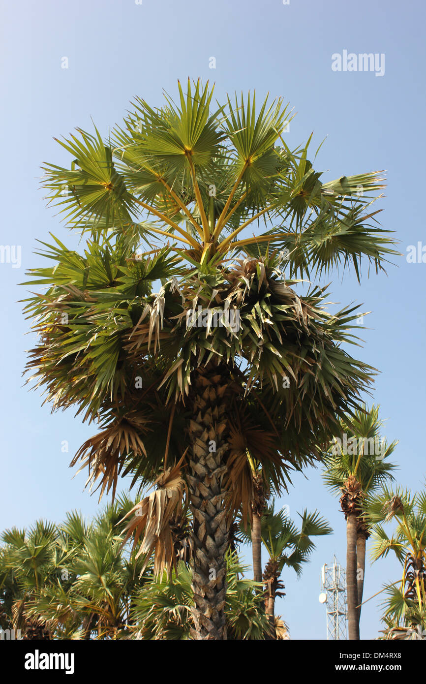 Borassus palmier de Palmyre Banque D'Images