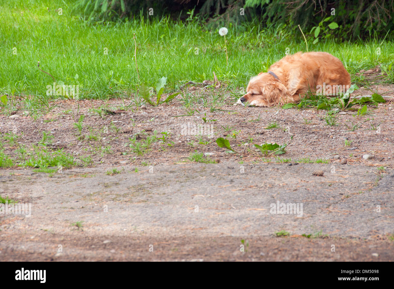 Couchage chien dans un jardin Banque D'Images