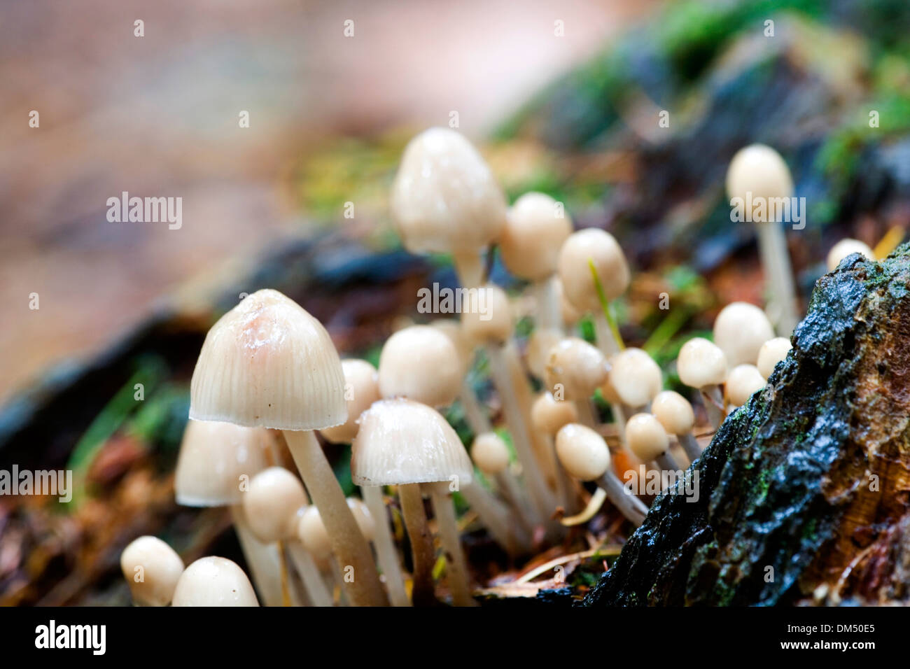 Anges Bonnet Mushroom Banque D'Images