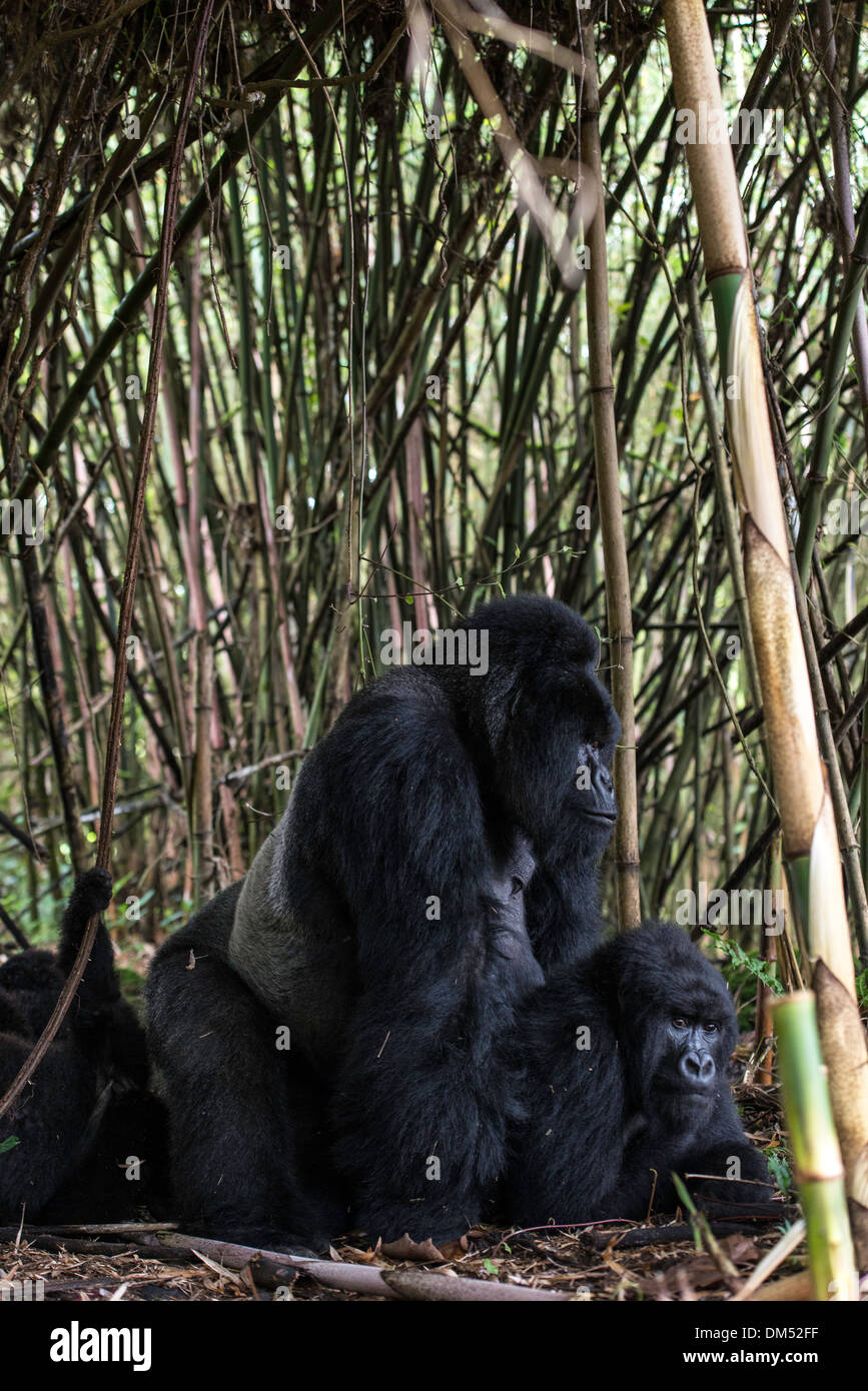 Les gorilles de montagne beringei beringei Parc national des volcans, Rwanda Afrique du Sud Banque D'Images