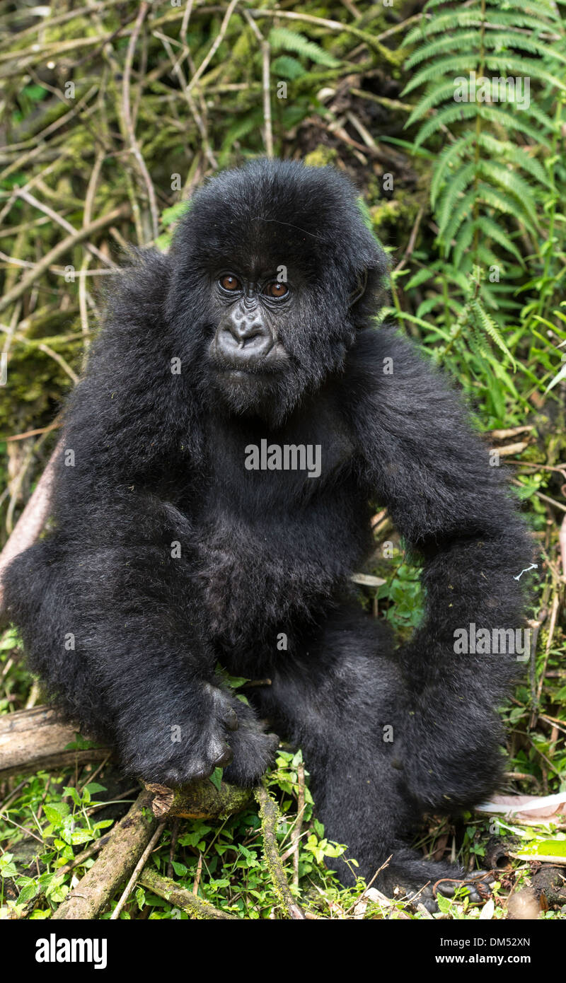 Baby mountain Gorilla beringei beringei Parc national des volcans, Rwanda Afrique du Sud Banque D'Images