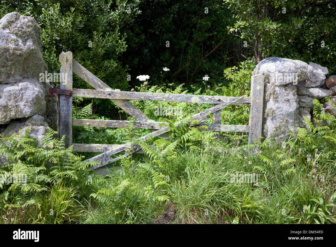 Couverts de lichen ferme entourée de bracken, St Agnes, Penzance, Cornwall, Angleterre. Banque D'Images