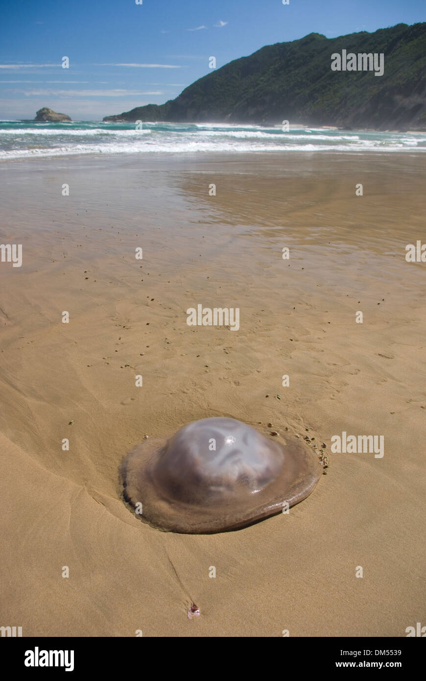 Escargots de la charrue sur une récupération des méduses mortes près de Gericke's Point sur la Route des Jardins, Afrique du Sud Banque D'Images