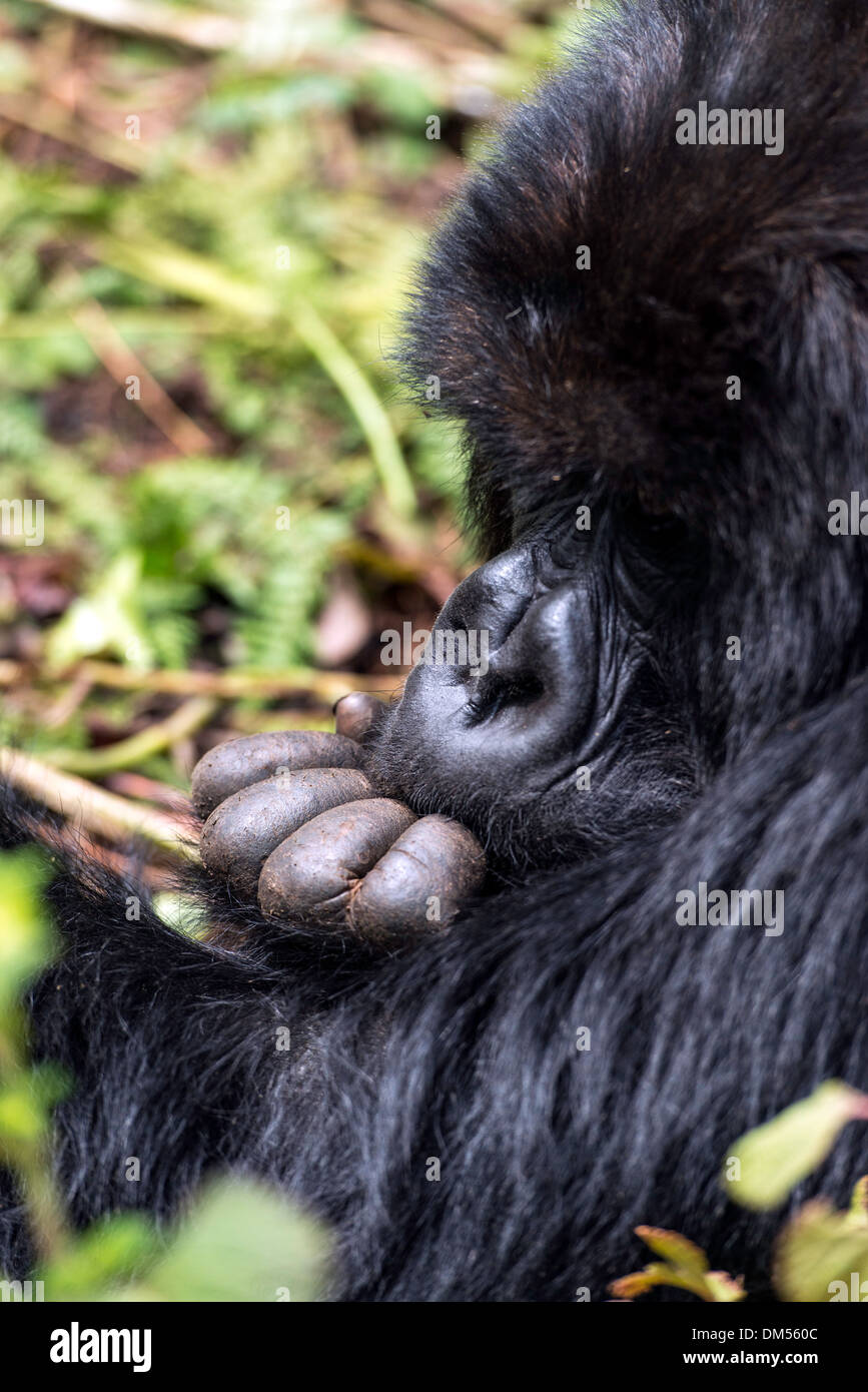Mountain Gorilla beringei beringei Parc national des volcans, Rwanda Afrique du Sud Banque D'Images